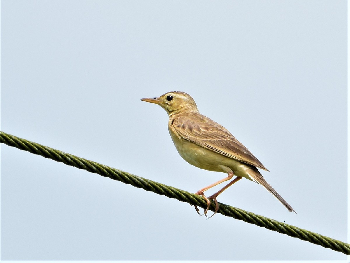 Paddyfield Pipit - ML162087721