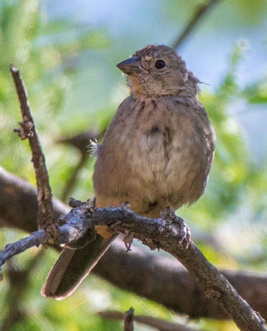 Canyon Towhee - Mary McSparen