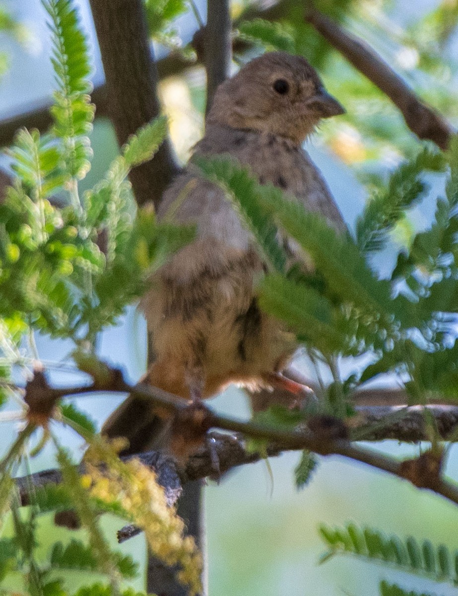 Canyon Towhee - ML162087781