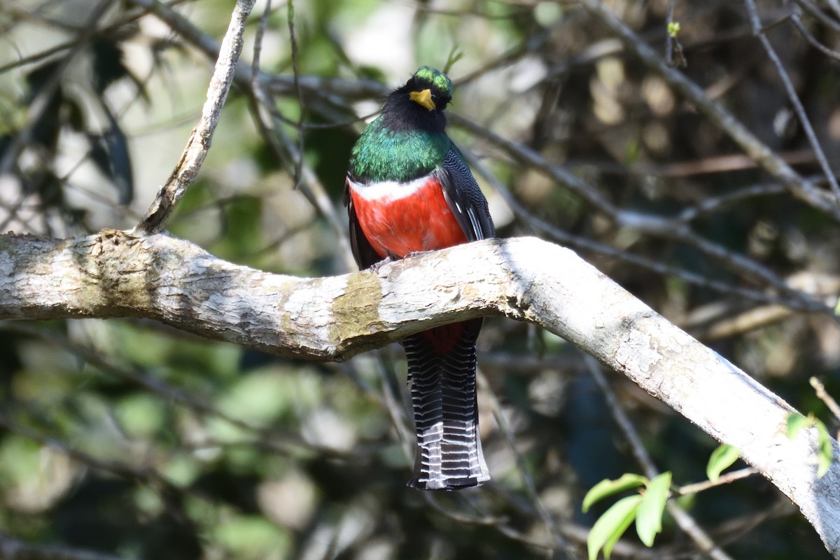 Collared Trogon - ML162088281