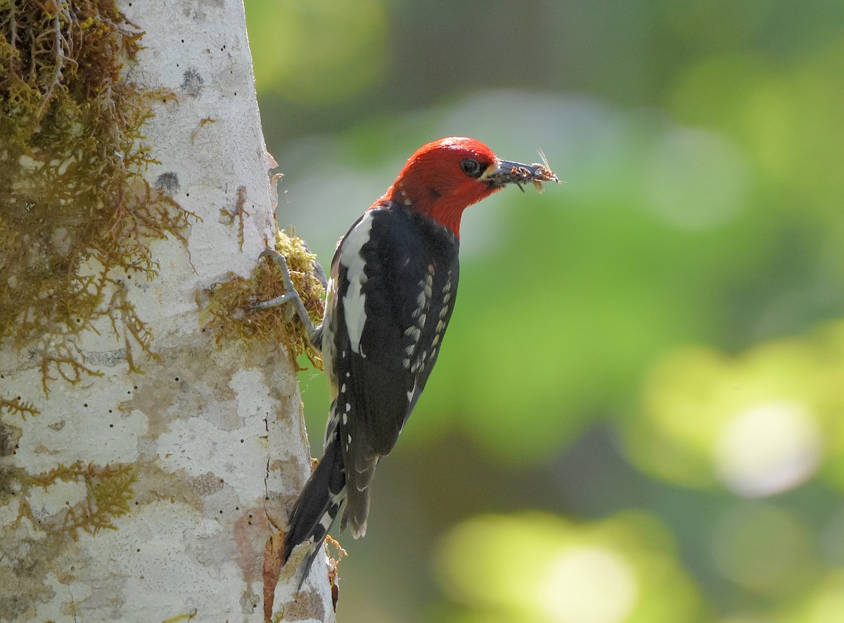 Red-breasted Sapsucker - ML162088661