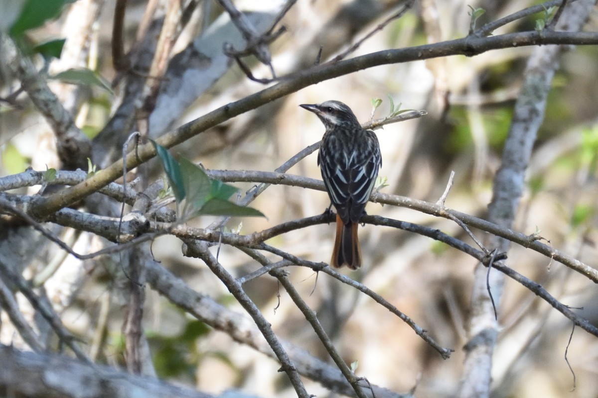 Sulphur-bellied Flycatcher - German Garcia