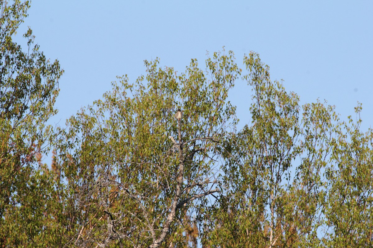 Olive-sided Flycatcher - ML162089001