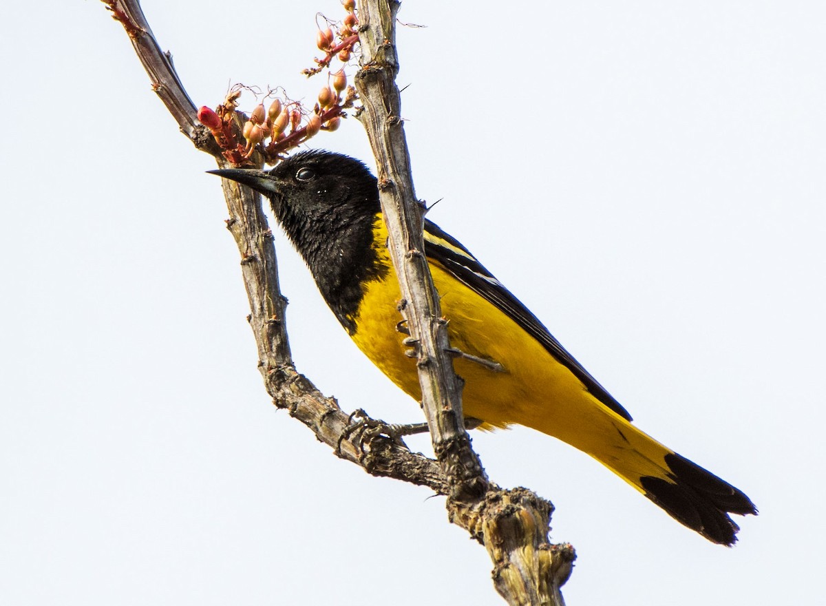 Scott's Oriole - ML162089011