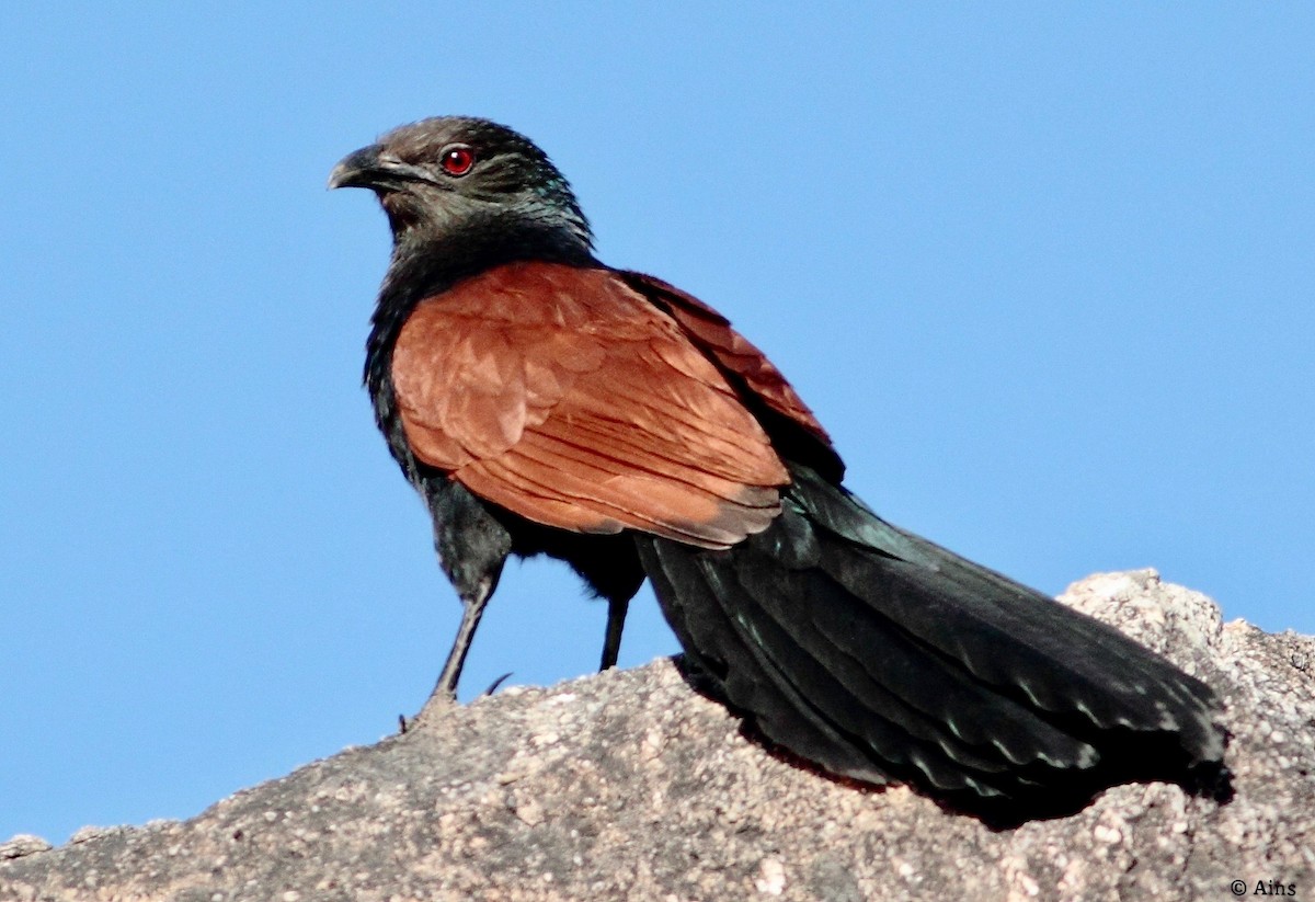 Greater Coucal - ML162090051