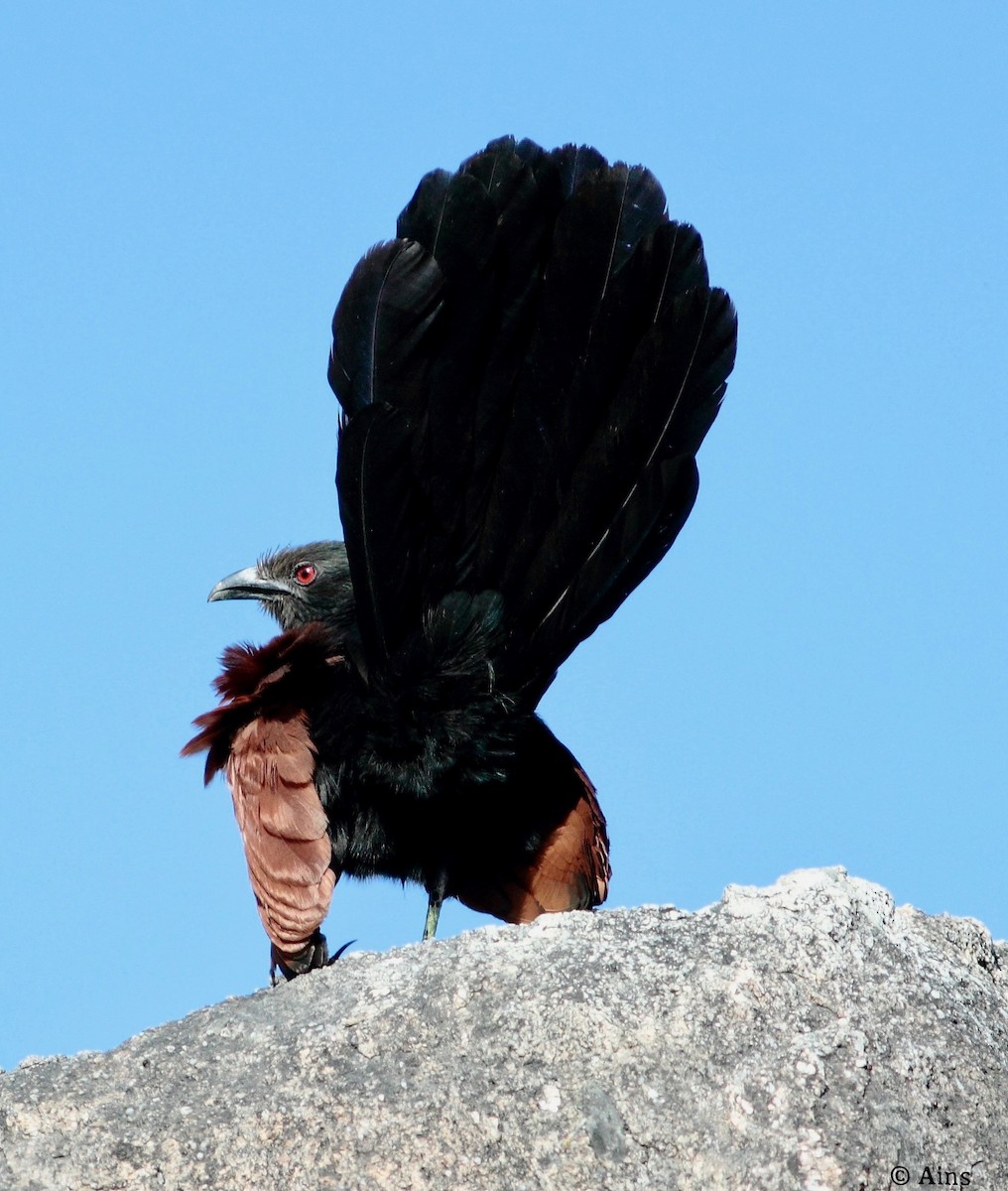 Greater Coucal - ML162090061