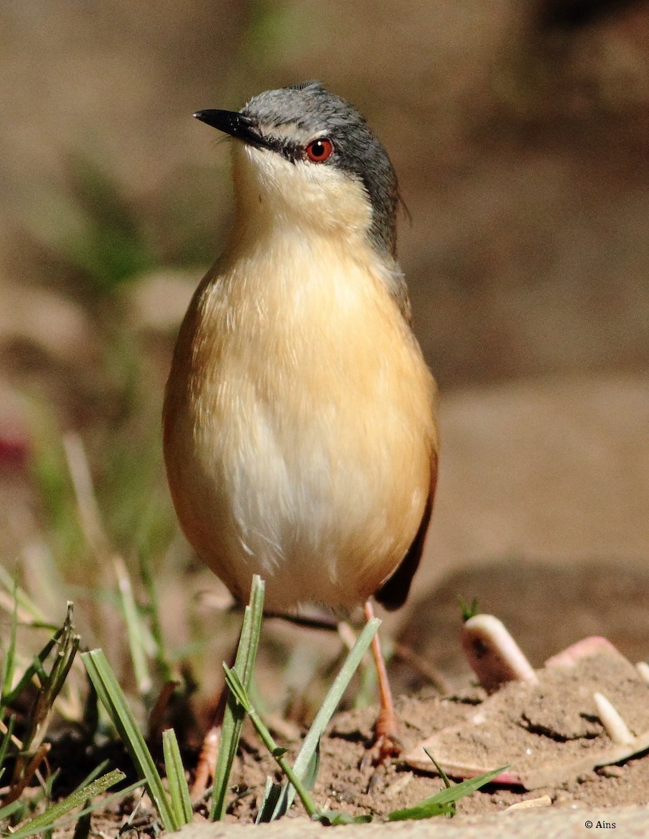 Ashy Prinia - ML162090221