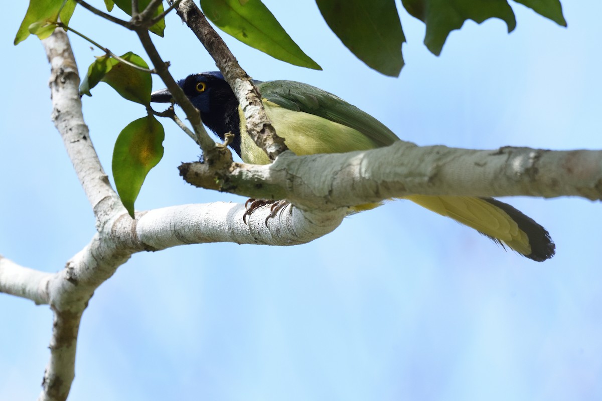 Green Jay - ML162090701