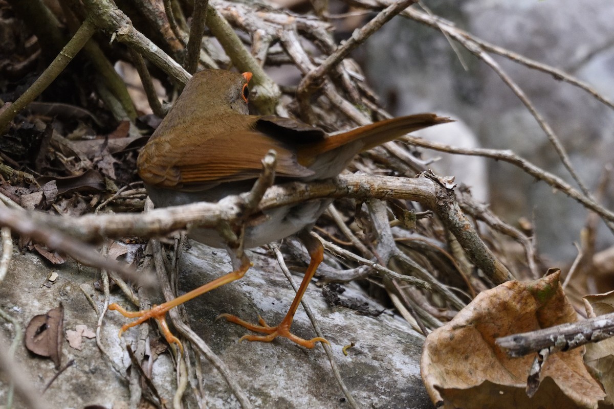 Orange-billed Nightingale-Thrush - ML162090871