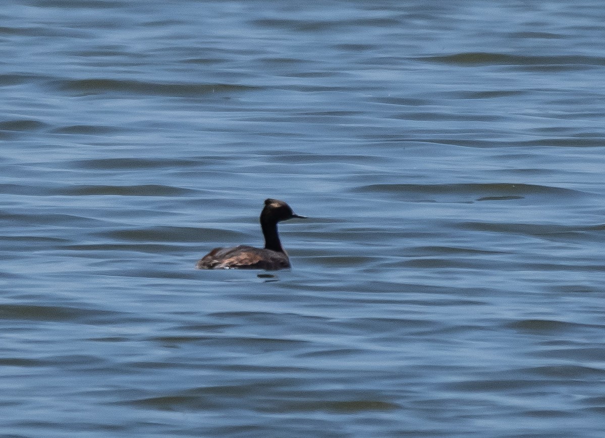 Eared Grebe - ML162091091