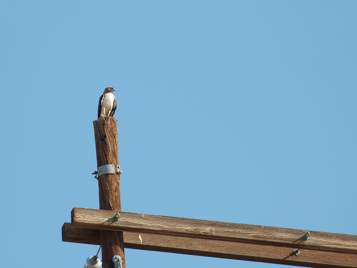 Red-tailed Hawk - John Kiseda