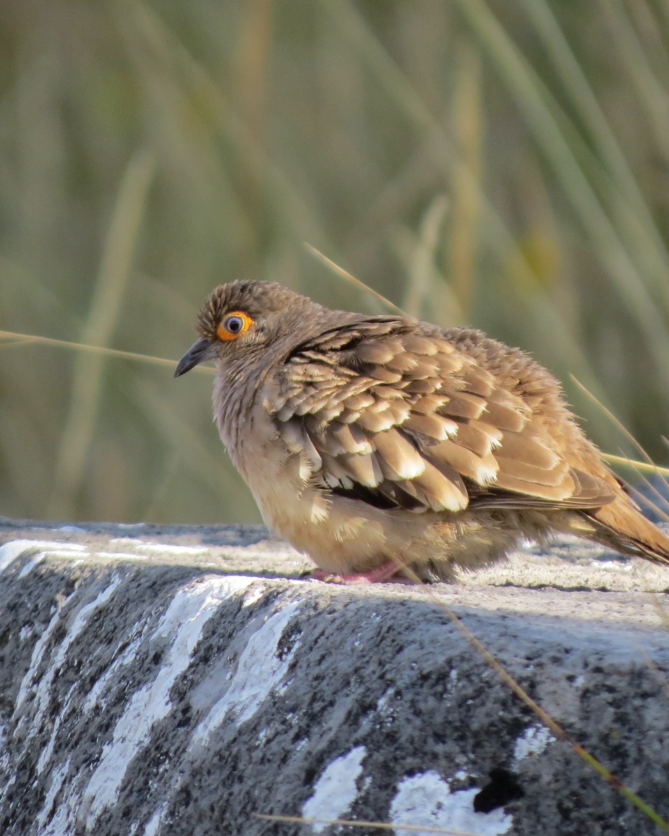 Bare-faced Ground Dove - Tristan Lowery