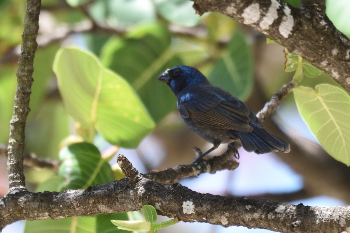 Blue Bunting - ML162092171