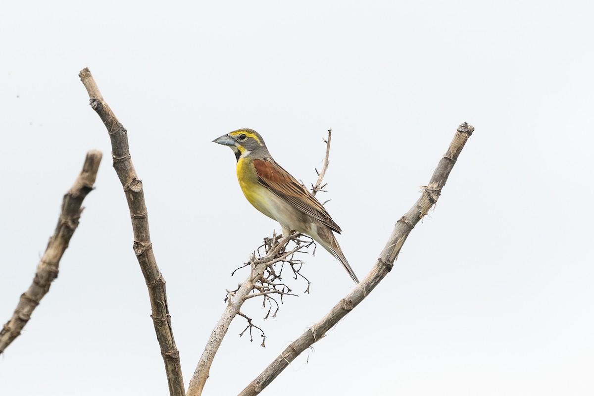 papežík americký - ML162092431