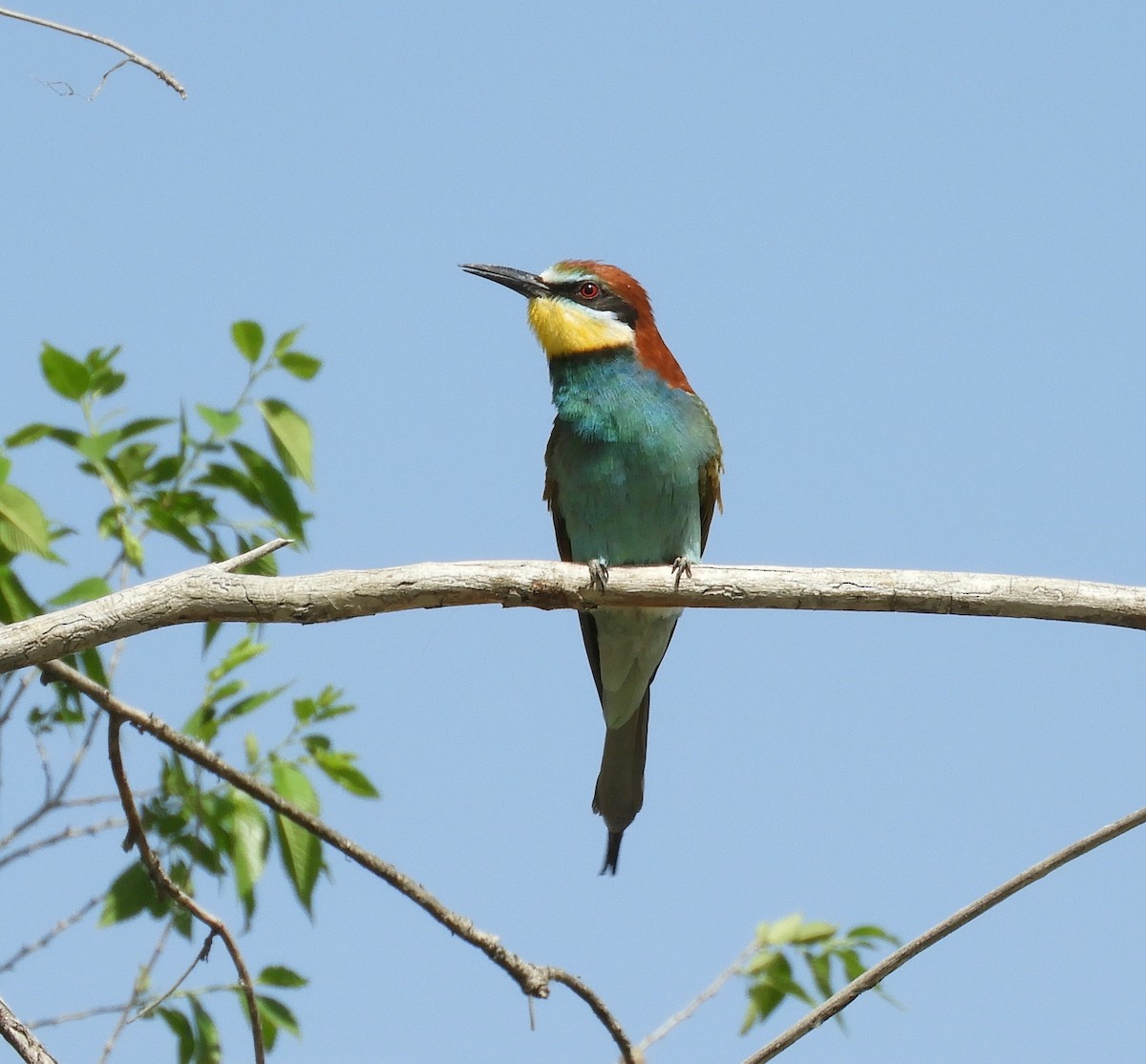 European Bee-eater - ML162093011