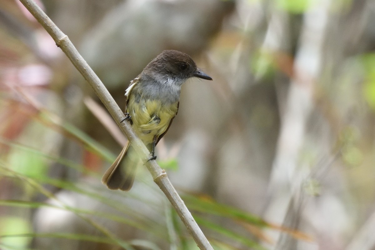 Dusky-capped Flycatcher - ML162093661