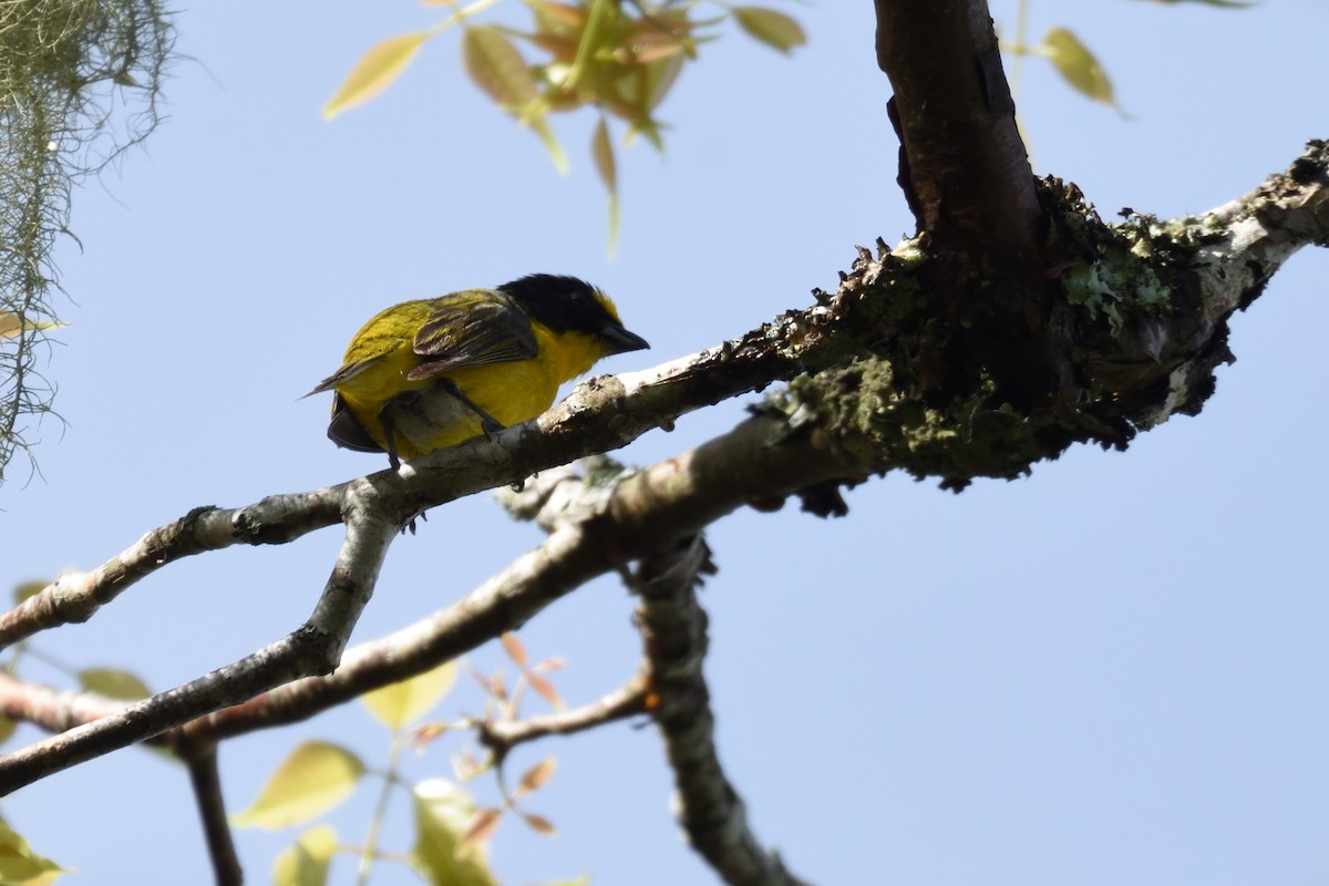 Yellow-throated Euphonia - German Garcia