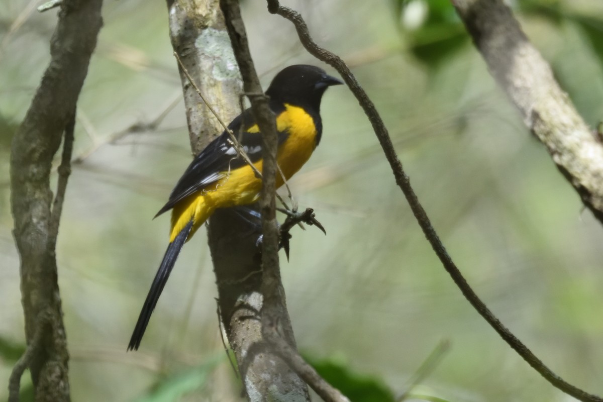 Bar-winged Oriole - German Garcia