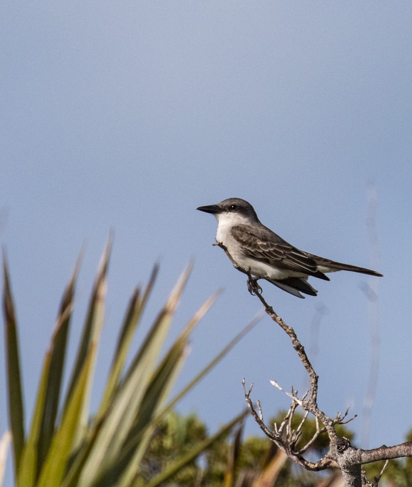 Gray Kingbird - ML162094871