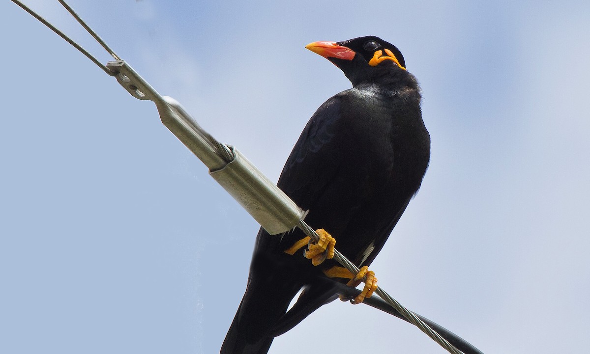 Common Hill Myna - ML162094911