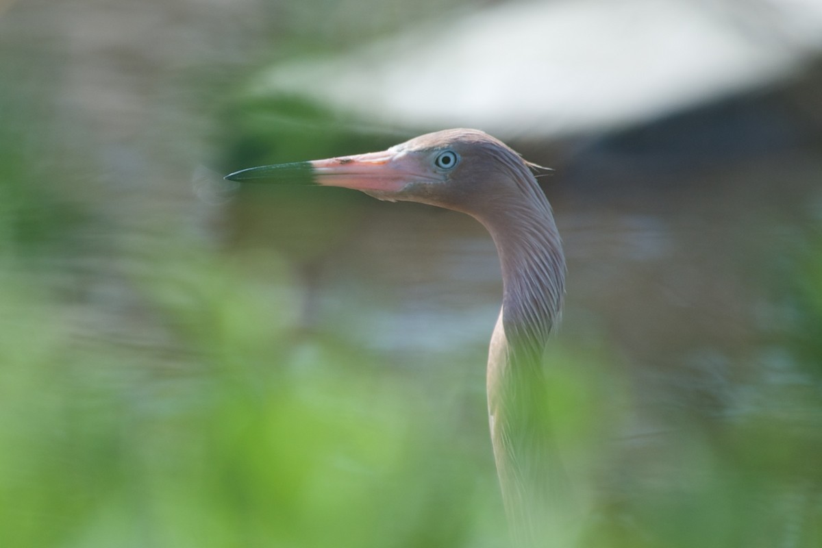 Reddish Egret - John C. Mittermeier