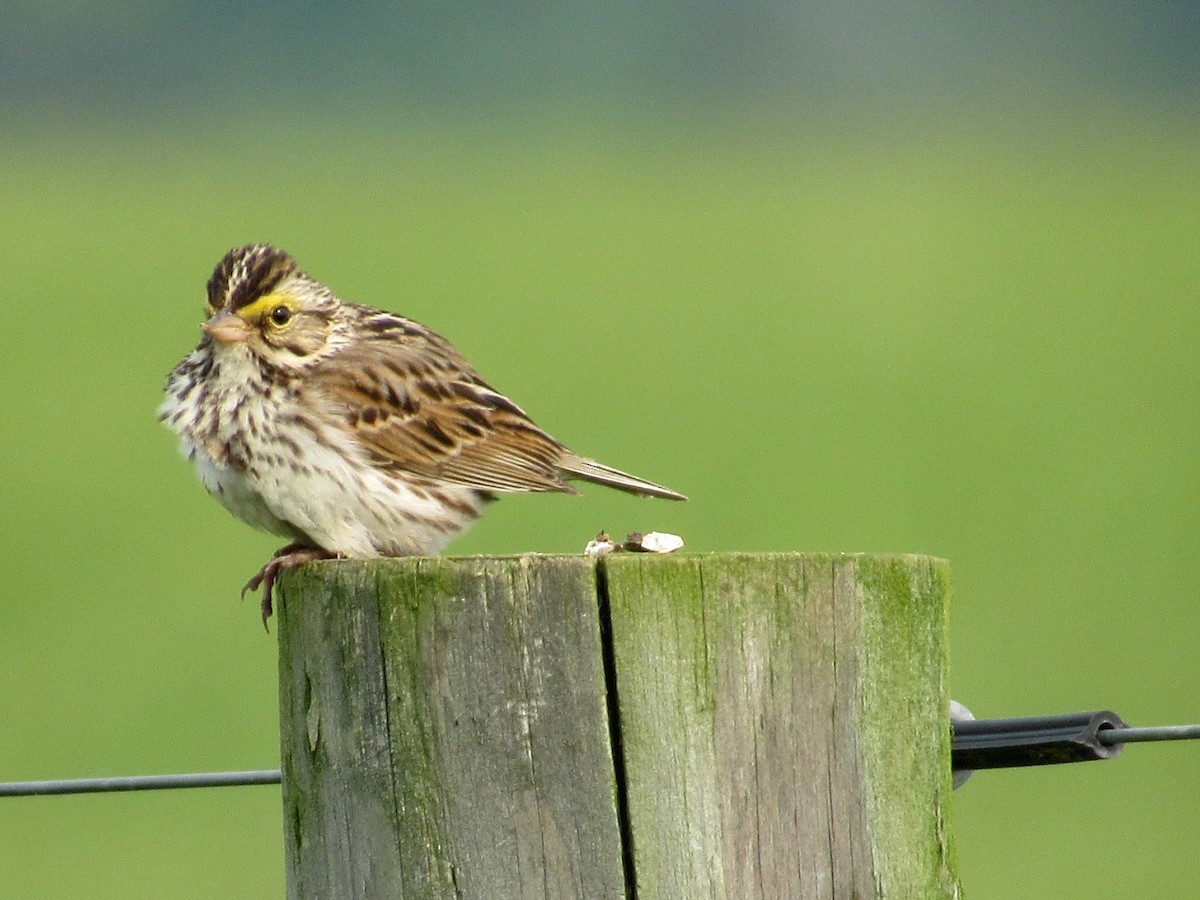 Savannah Sparrow - Kisa Weeman