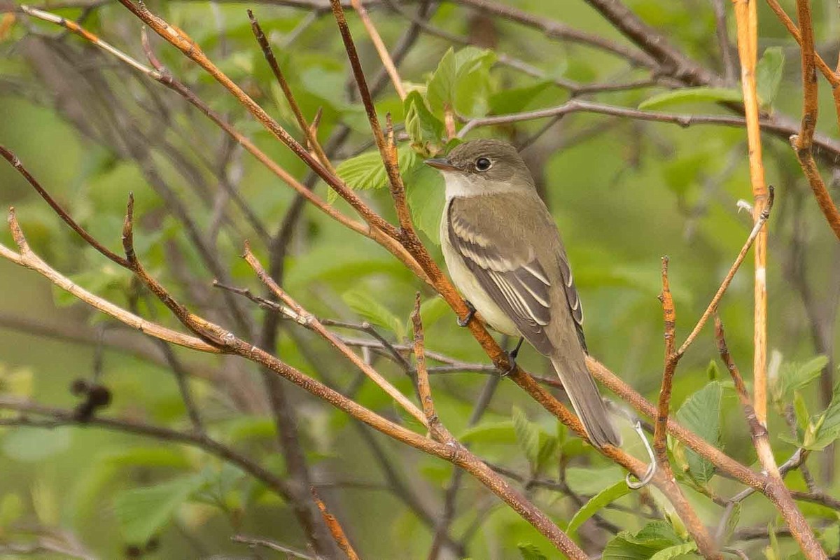 Alder Flycatcher - ML162101951