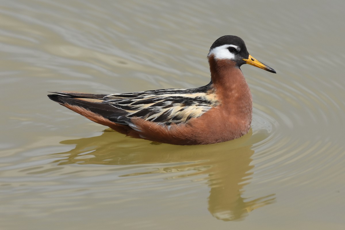 Red Phalarope - Janet Rathjen