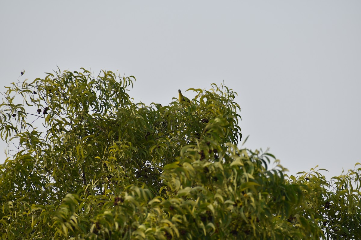 Yellow-footed Green-Pigeon - ML162105021