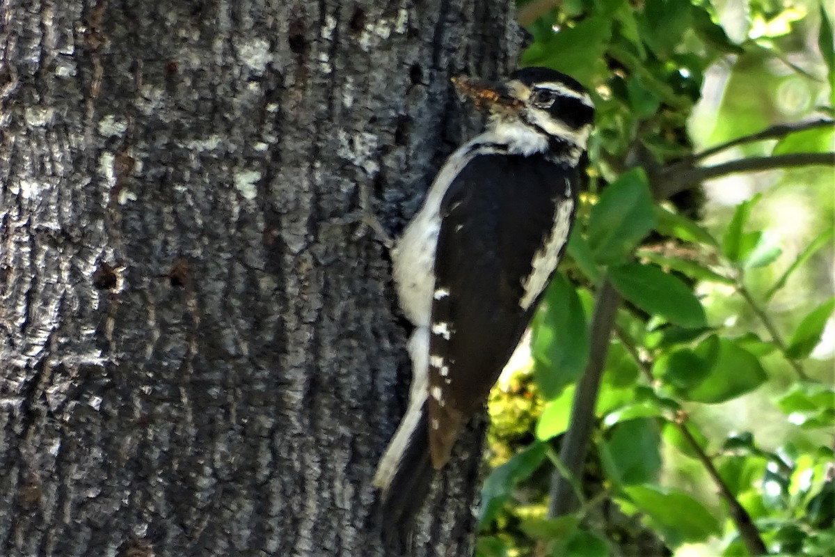 Hairy Woodpecker - ML162105241