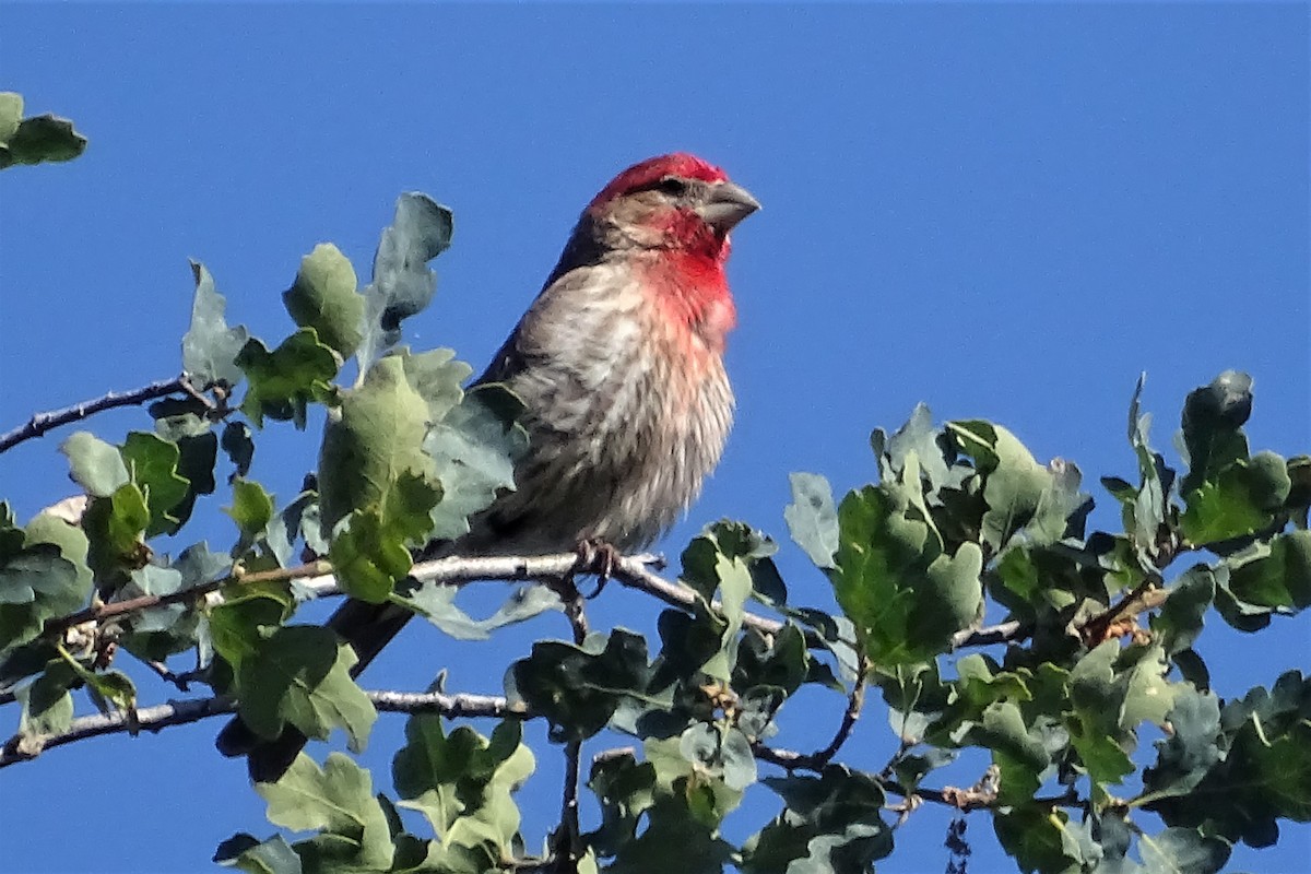 House Finch - ML162105451