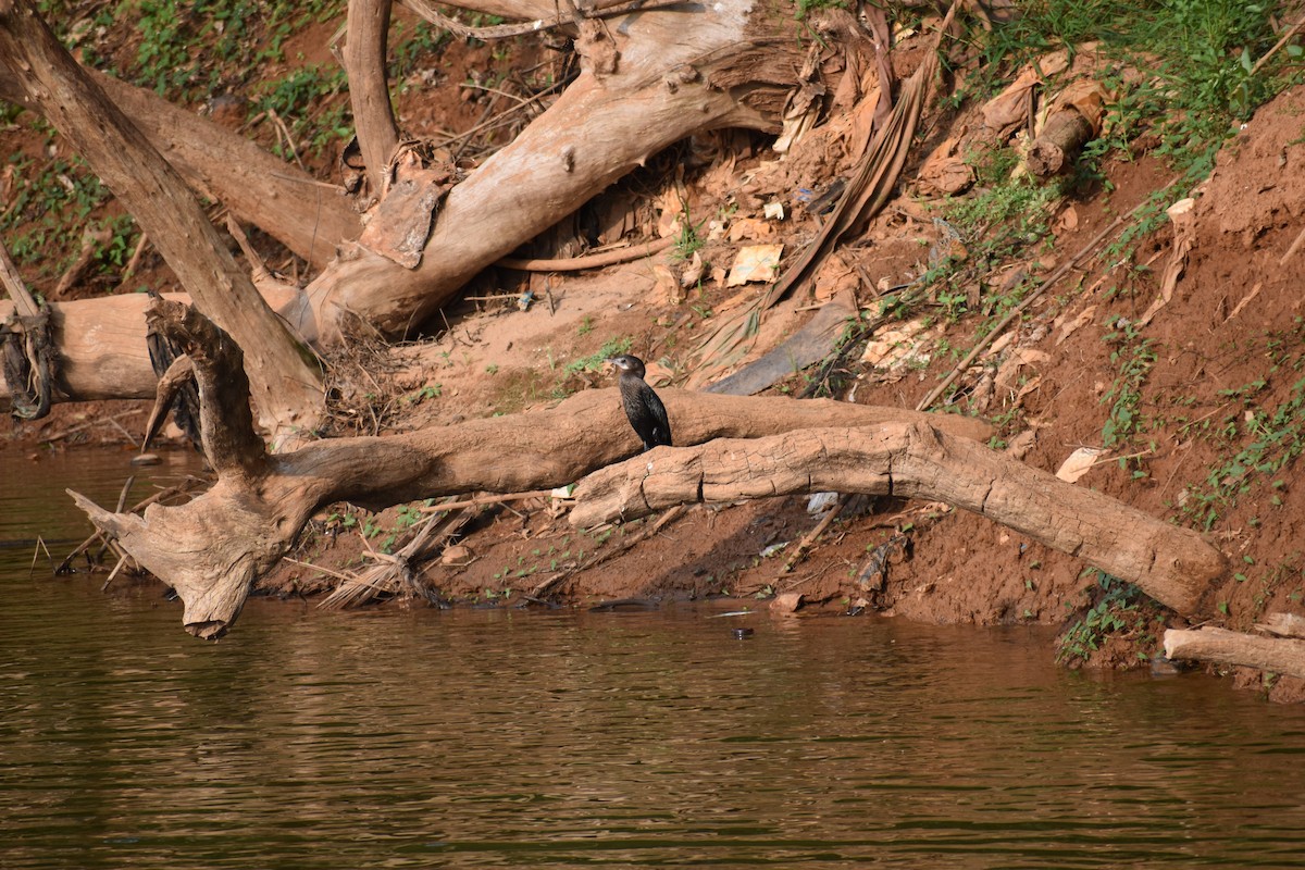 Little Cormorant - ML162105591