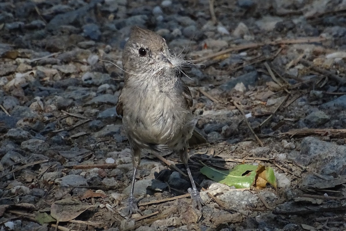 Oak Titmouse - ML162105621