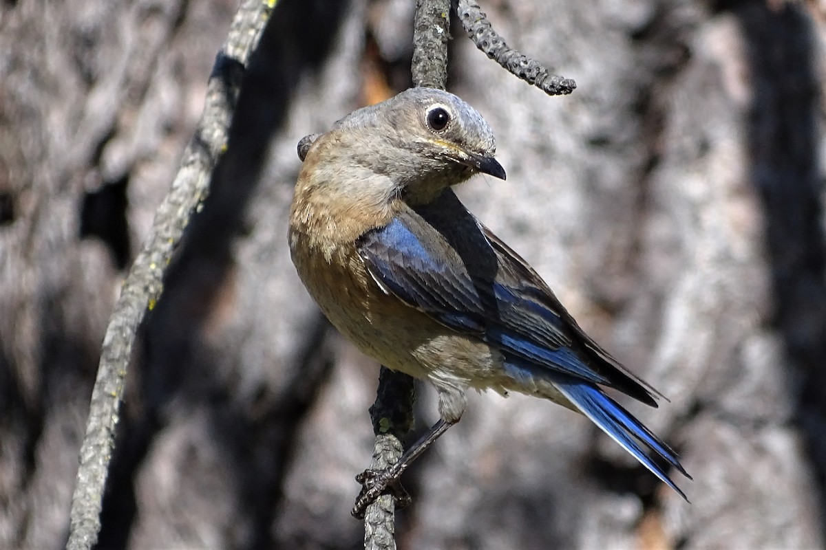 Western Bluebird - ML162105761