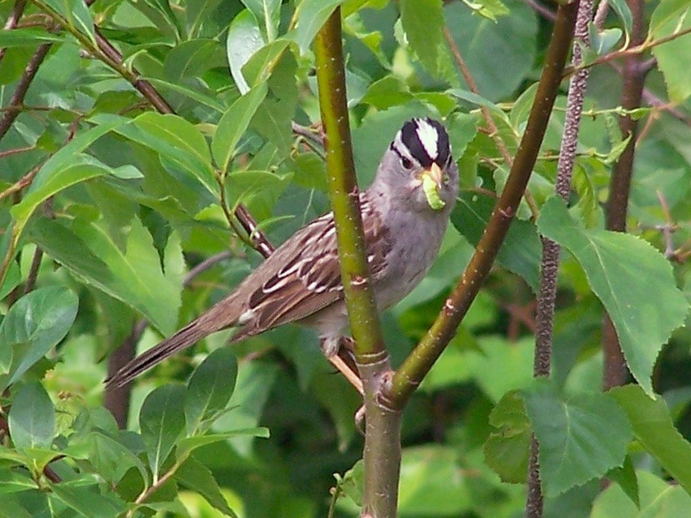 White-crowned Sparrow - Urs Geiser
