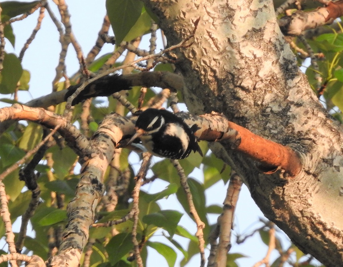 Hairy Woodpecker - ML162108321