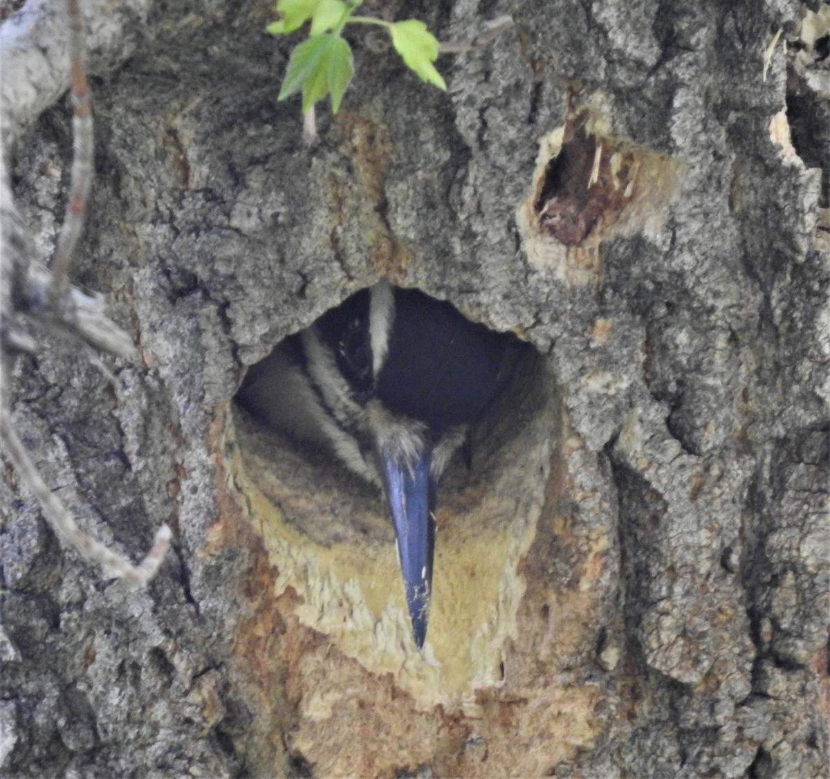 Hairy Woodpecker - ML162108341