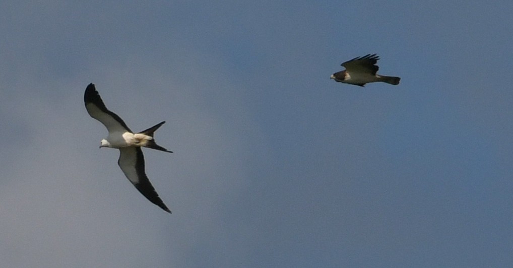 Short-tailed Hawk - ML162110781