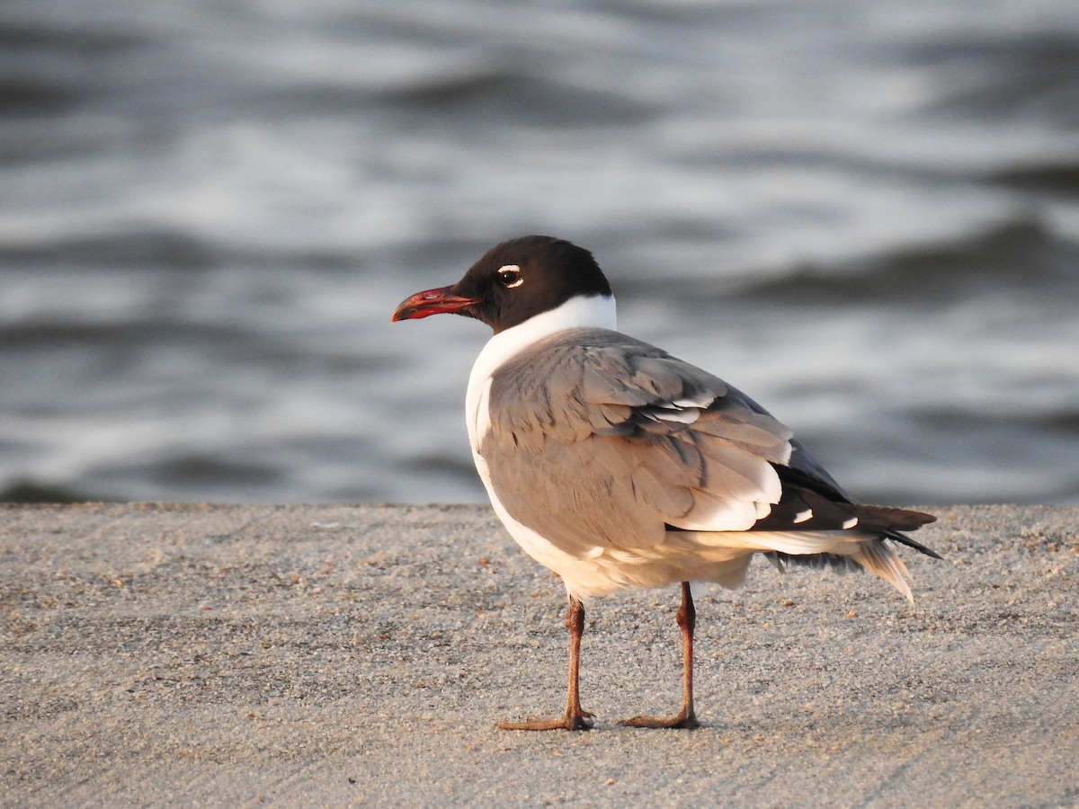 Laughing Gull - Michael Schramm