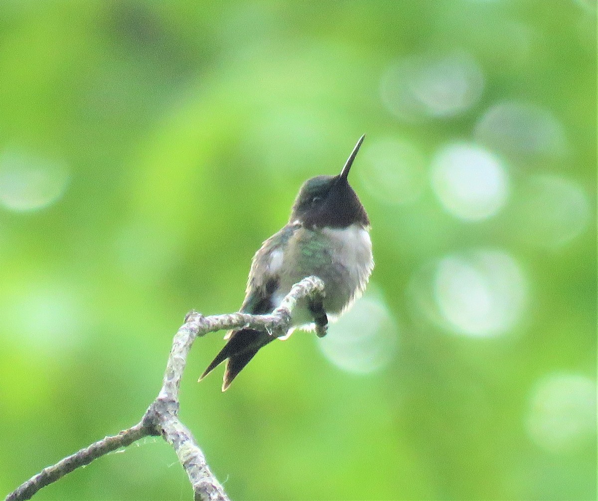 Colibri à gorge rubis - ML162111131