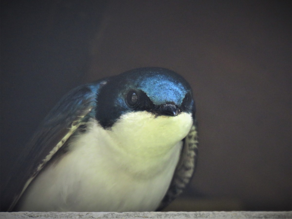 Tree Swallow - ML162111791