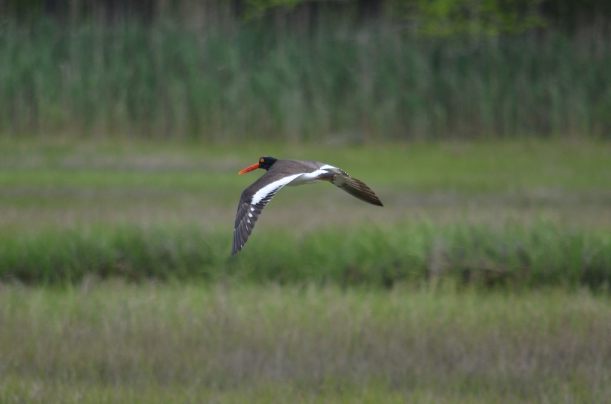 American Oystercatcher - ML162113071
