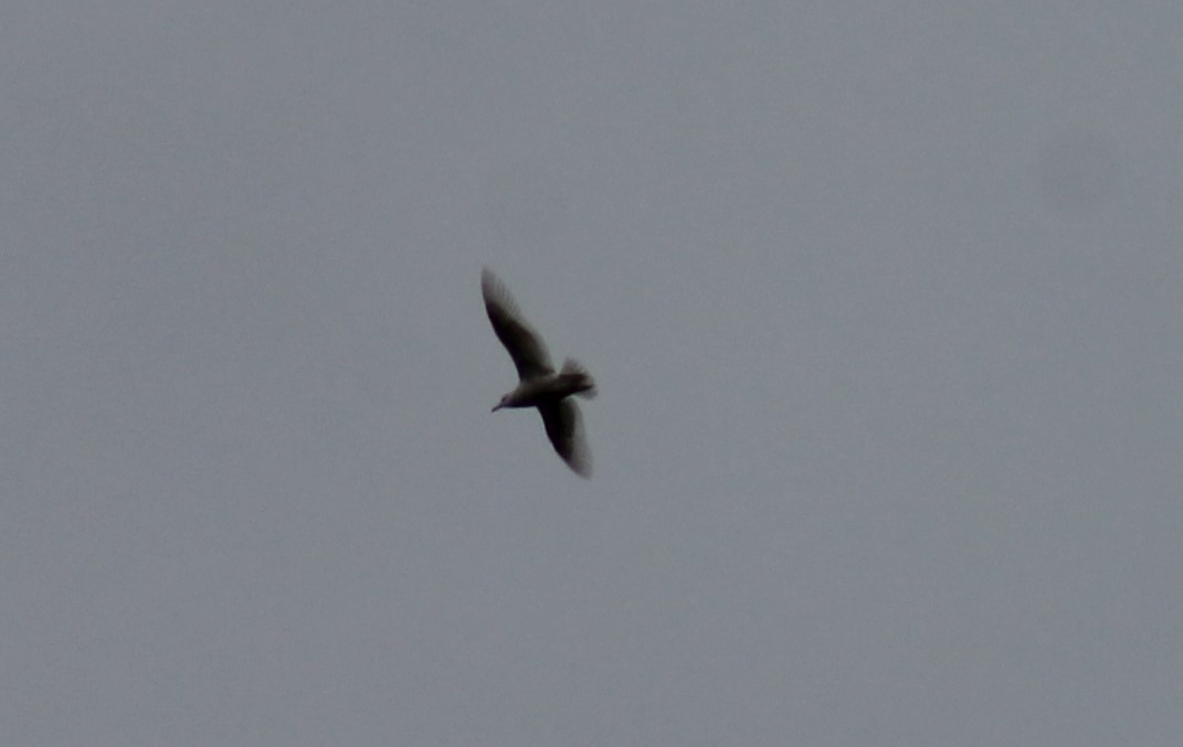 Iceland Gull - ML162113081