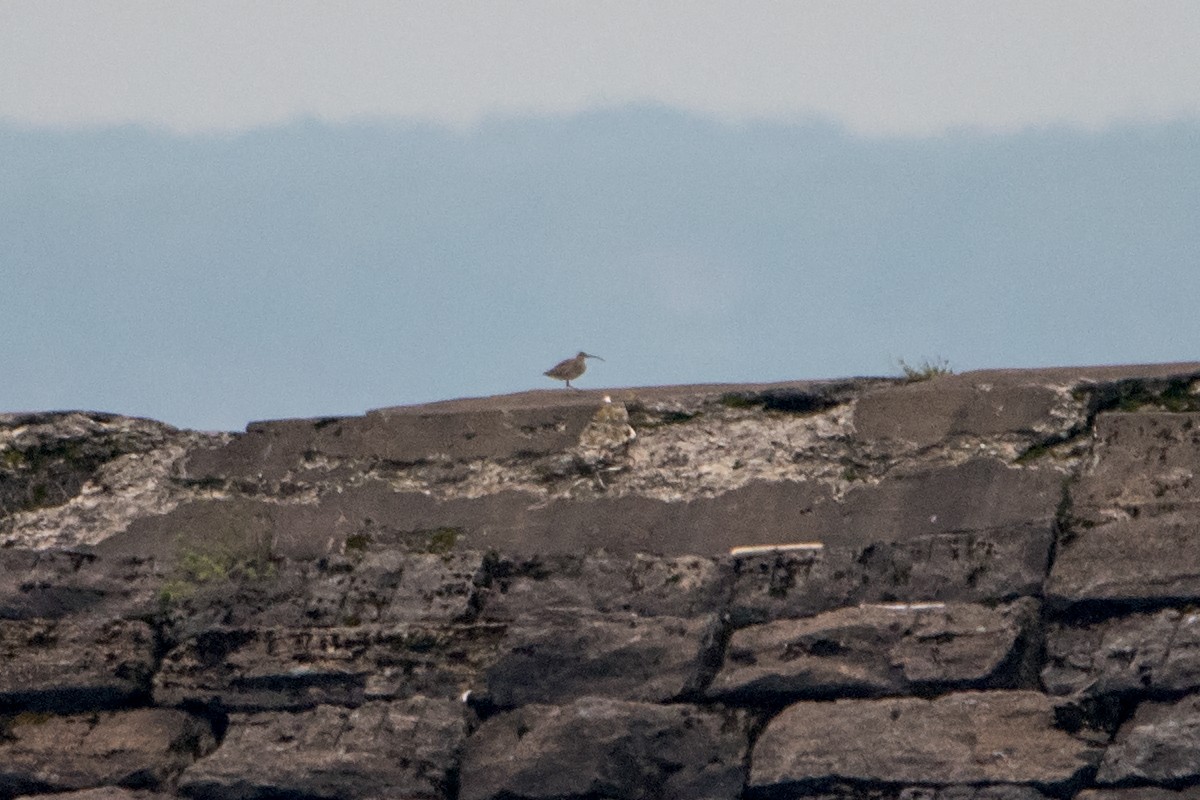 Hudsonian Whimbrel - Sue Barth