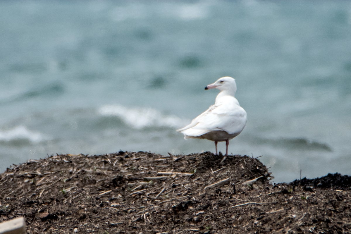 Glaucous Gull - Sue Barth