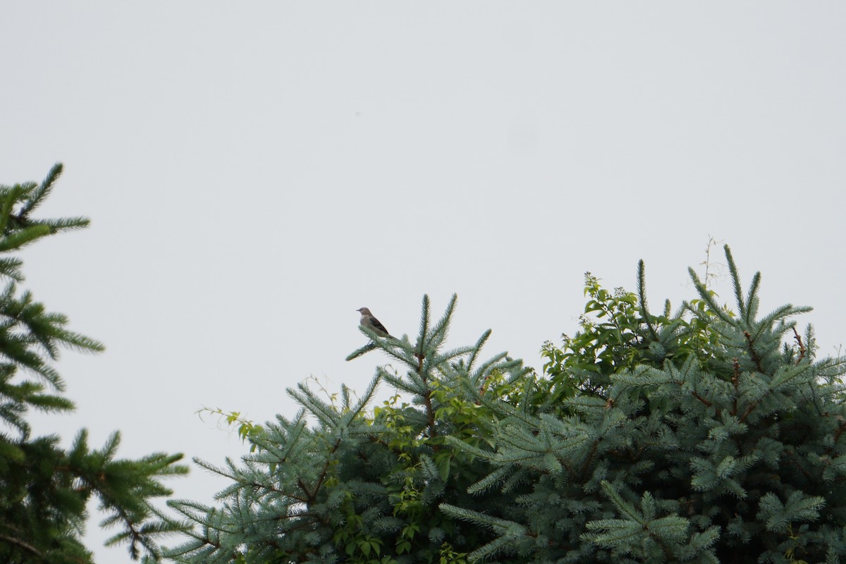 Northern Mockingbird - ML162114871