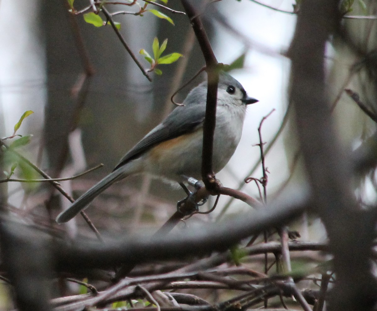 Tufted Titmouse - Lorraine Lanning