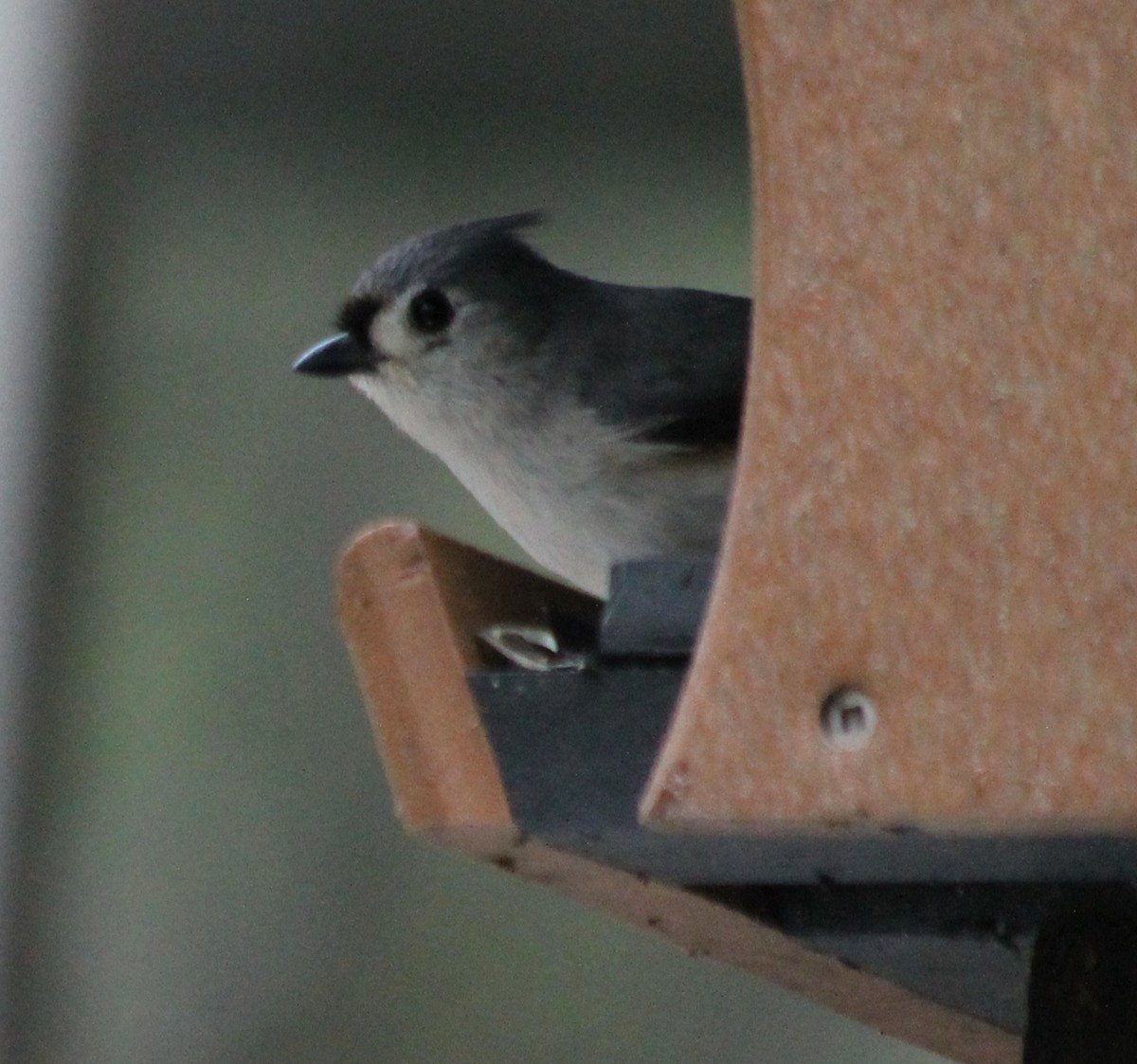 Tufted Titmouse - Lorraine Lanning