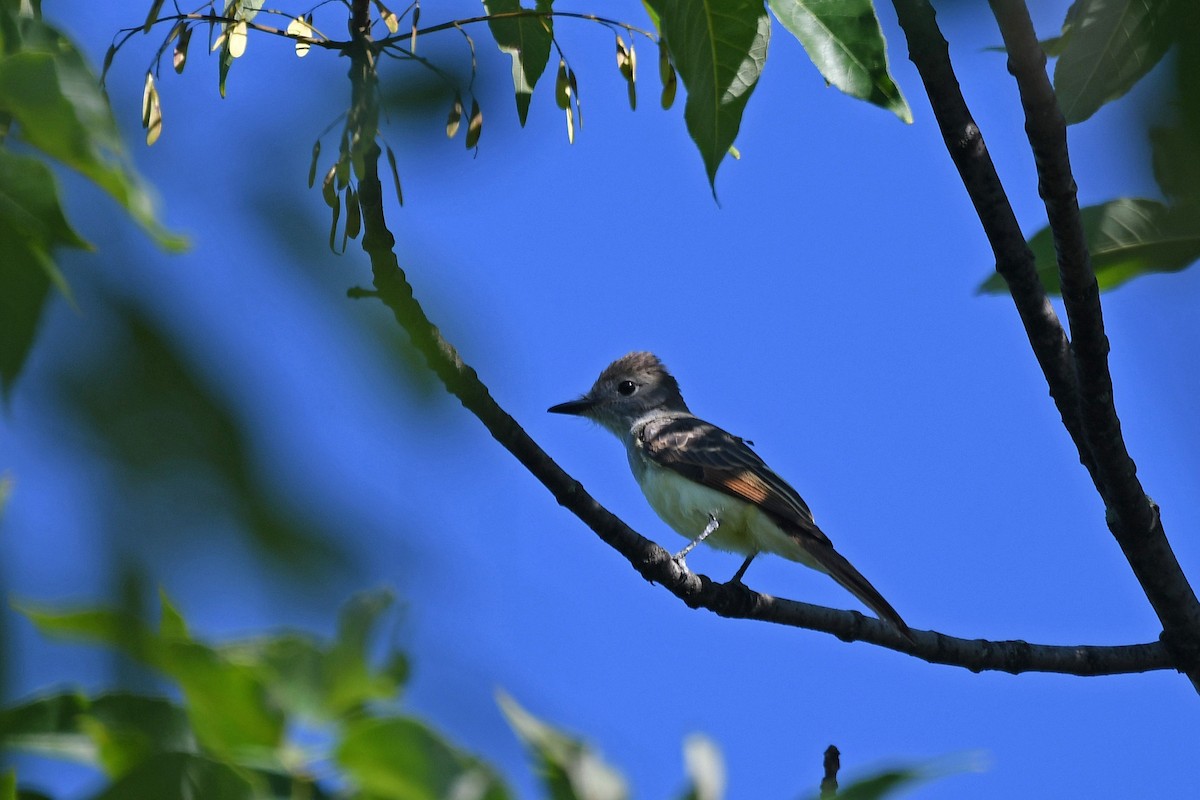 Great Crested Flycatcher - Brian Henderson