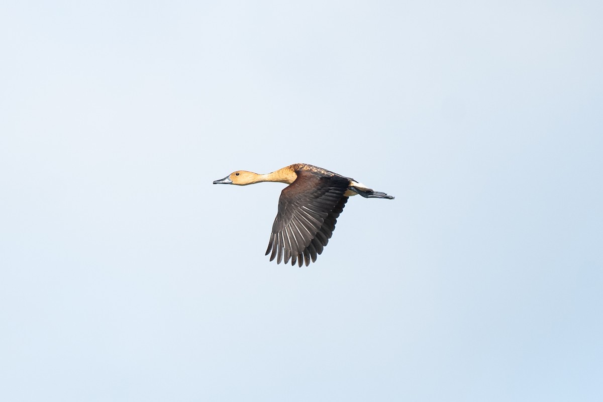 Fulvous Whistling-Duck - ML162118971